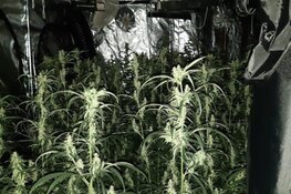 Hennepkwekerij in woning, twee auto’s bewoner in beslag genomen