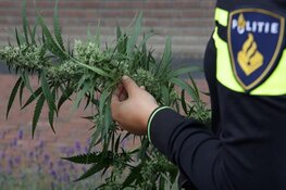 Man aangehouden nadat agenten grote hoeveelheid hennep in woning vinden