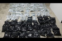 Controle politie en Douane levert vangst van 100 kilo hennep op