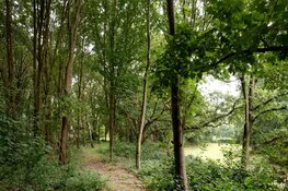 Uit de startblokken met Actieplan Brabantse Bomen