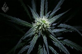 Politie vindt duizenden voorgedraaide joints