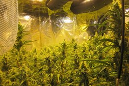 Wietlucht op straat verraadt honderden hennepplanten in woning