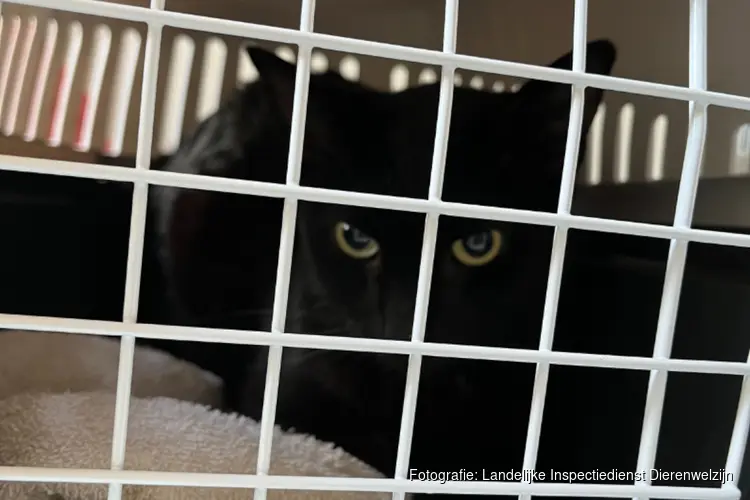 ‘Dierenredster’ verwaarloost tientallen honden en katten in ernstig vervuilde woning Breda