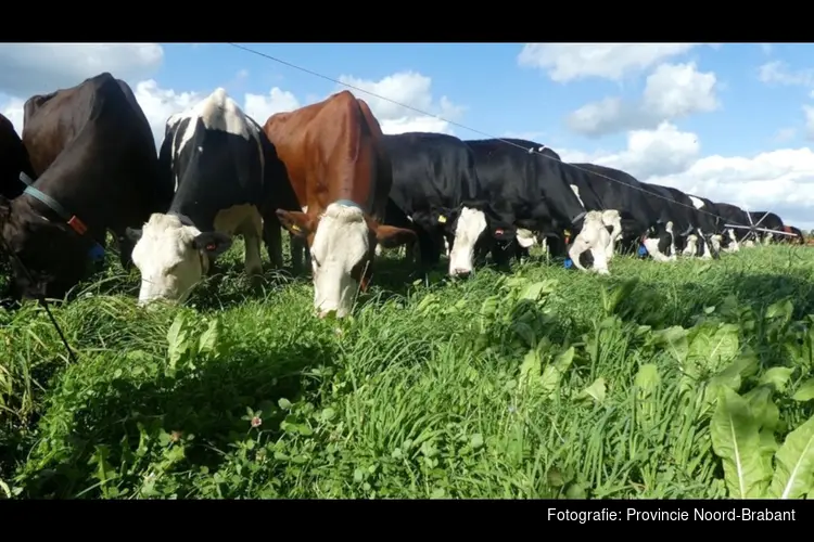 Brabants Bodem laat boer, bodem en biodiversiteit floreren