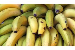 108 kilo cocaïne onderschept tussen lading bananen