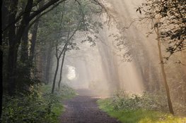 €9,5 miljoen voor herstel Brabantse bossen