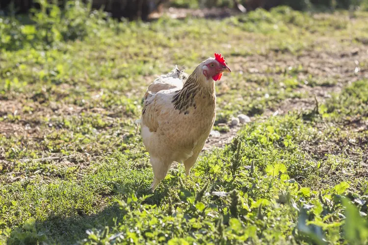 Vogelgriep vastgesteld in Oudemolen (Noord-Brabant)